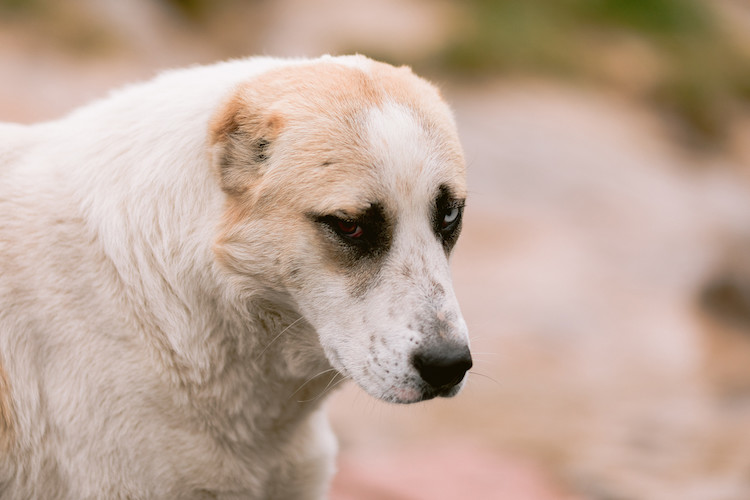 symptomes de la leishmaniose chez le chien