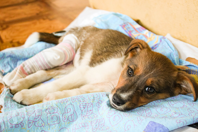 repos fracture patte chien