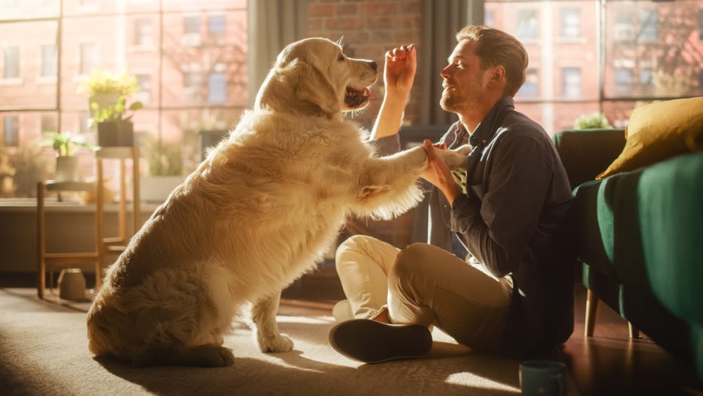 Golden Retriever gibt Pfote in hellem Wohnzimmer