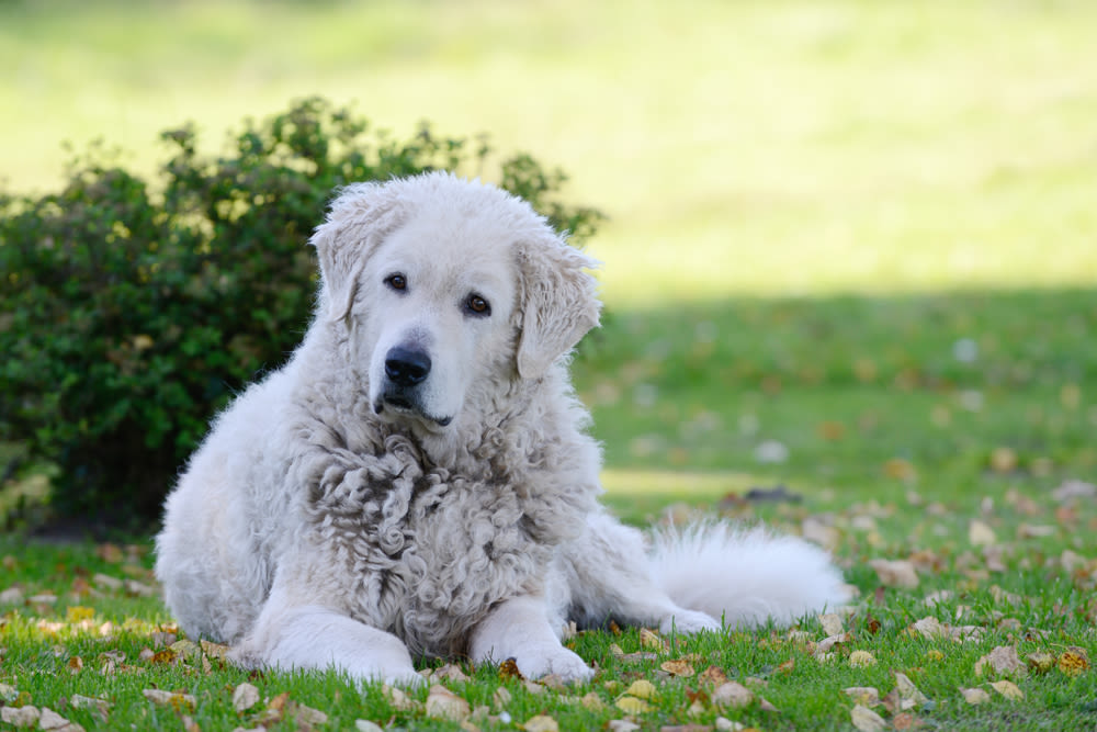 Kuvasz