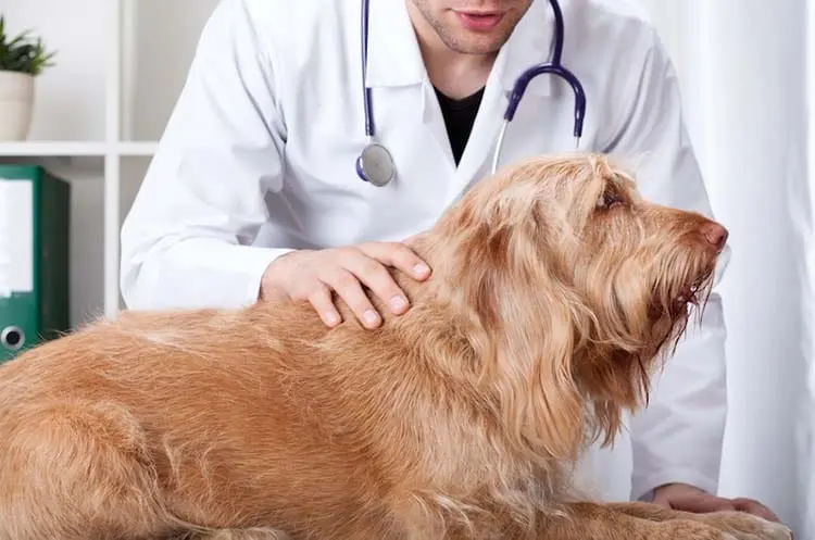 assurance santé animale et bilan de santé