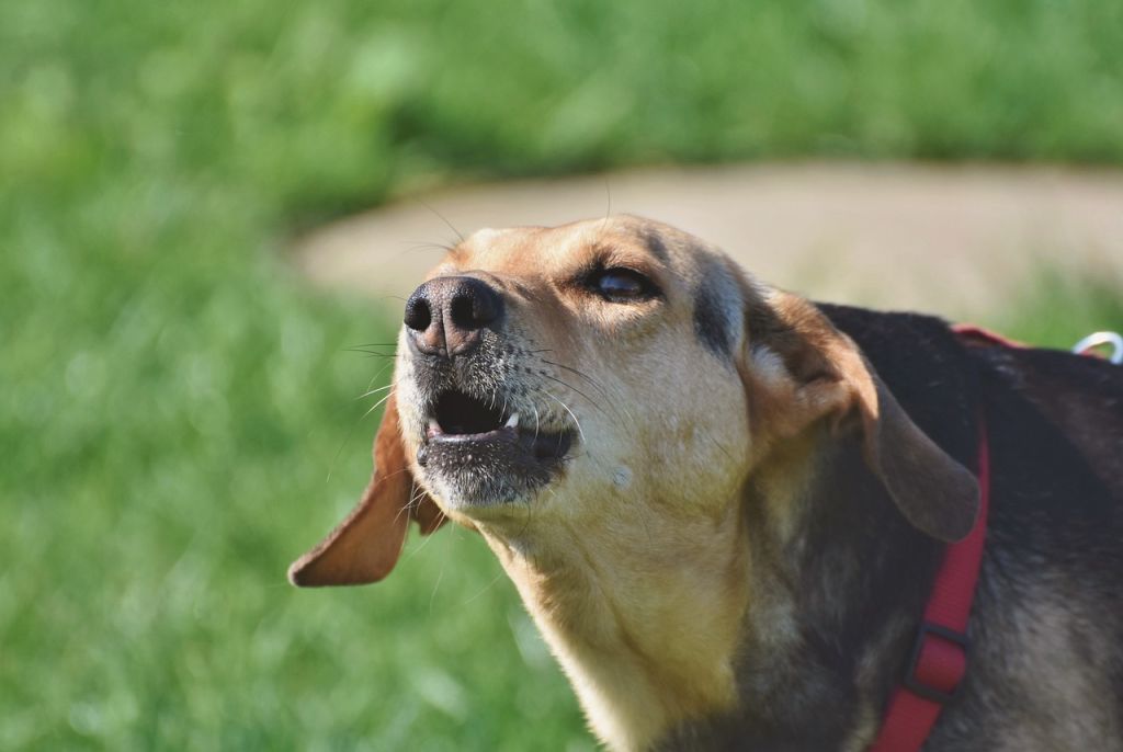 Les bruits du chien