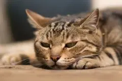 Chats et chiens sont aussi victimes de gastro-entérite - Maladies et prévention - Chat