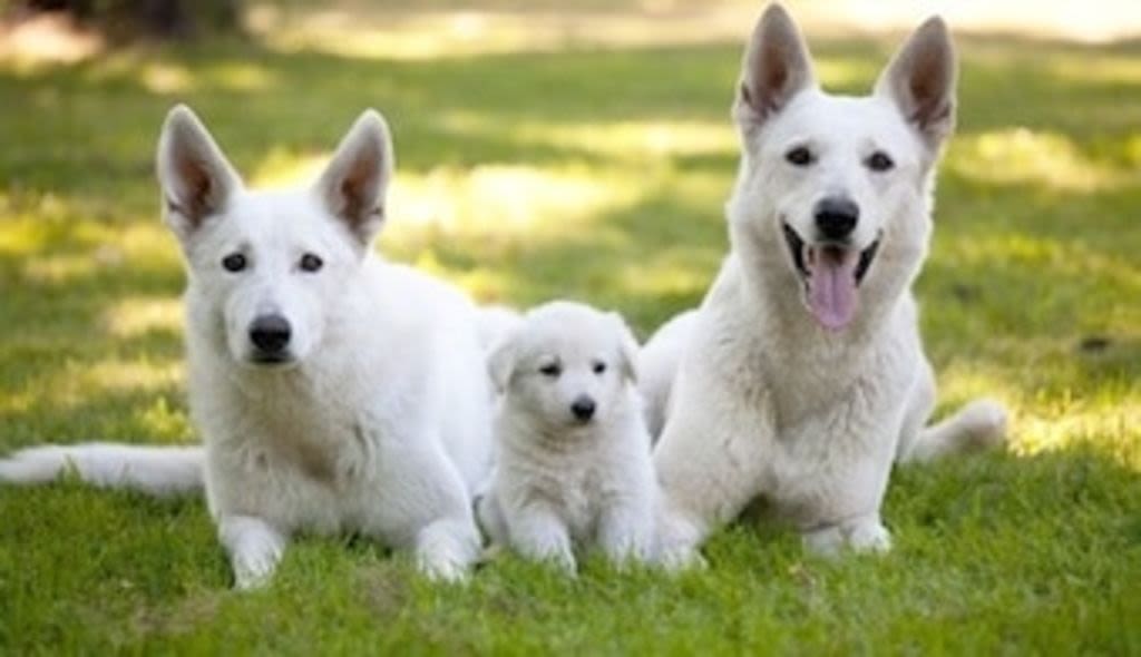 berger blanc suisse 5