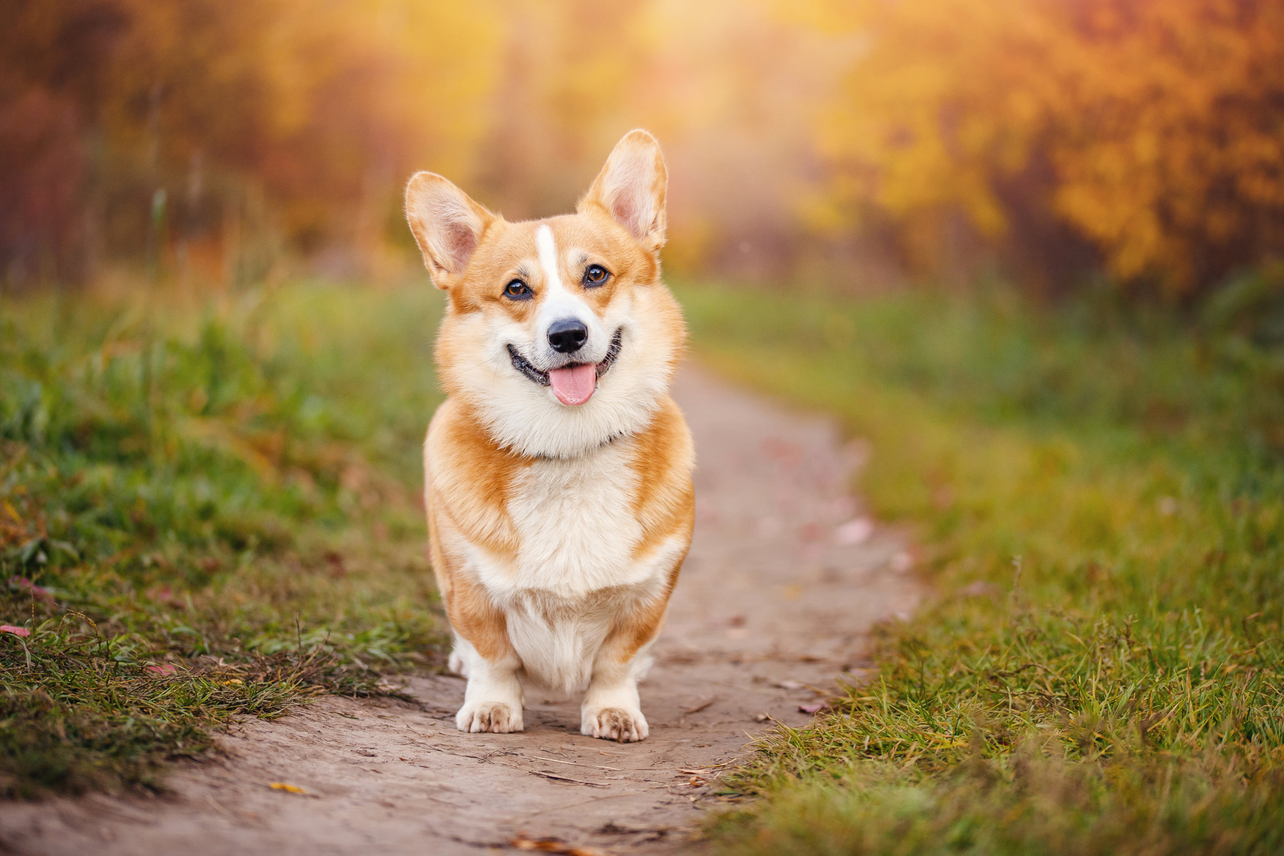 Welsh Corgi Fiches race Chien Sant vet