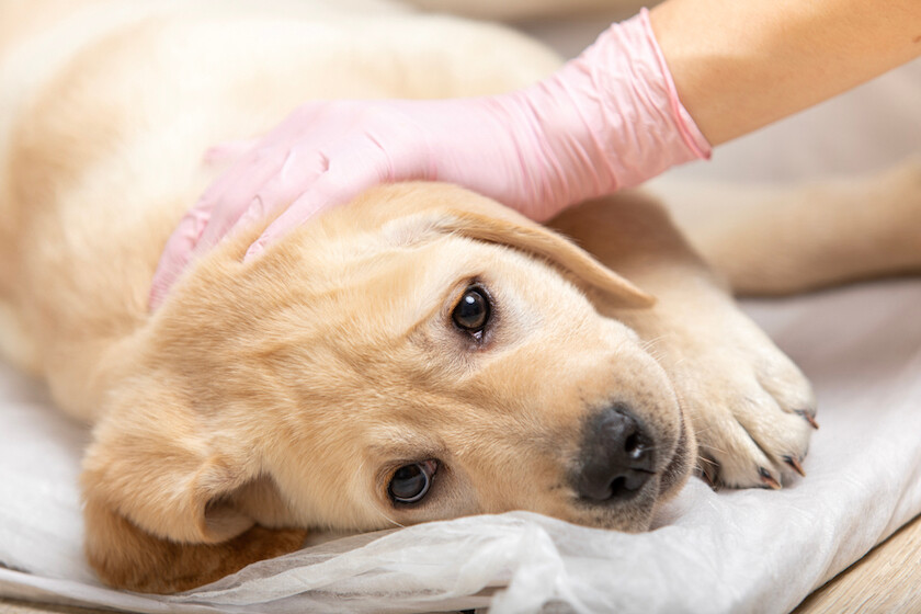 pueden las vacunas causar la muerte en perros