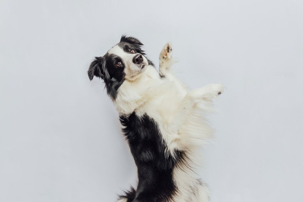 SV - border collie pâte