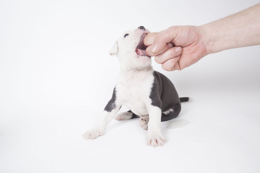 chiot qui mordille