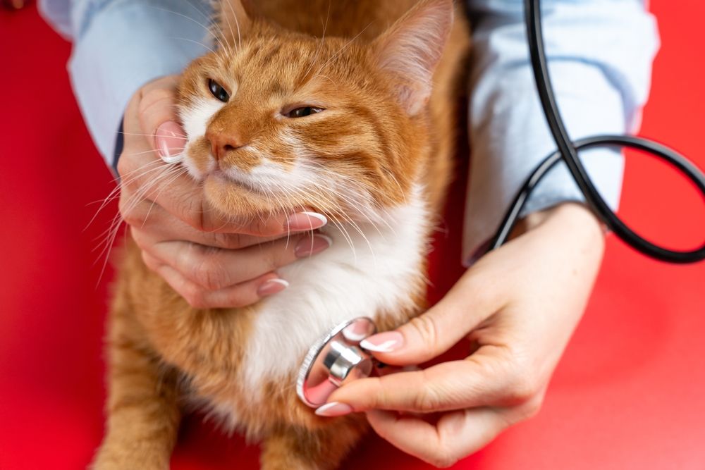 Kat wordt onderzocht door dierenarts