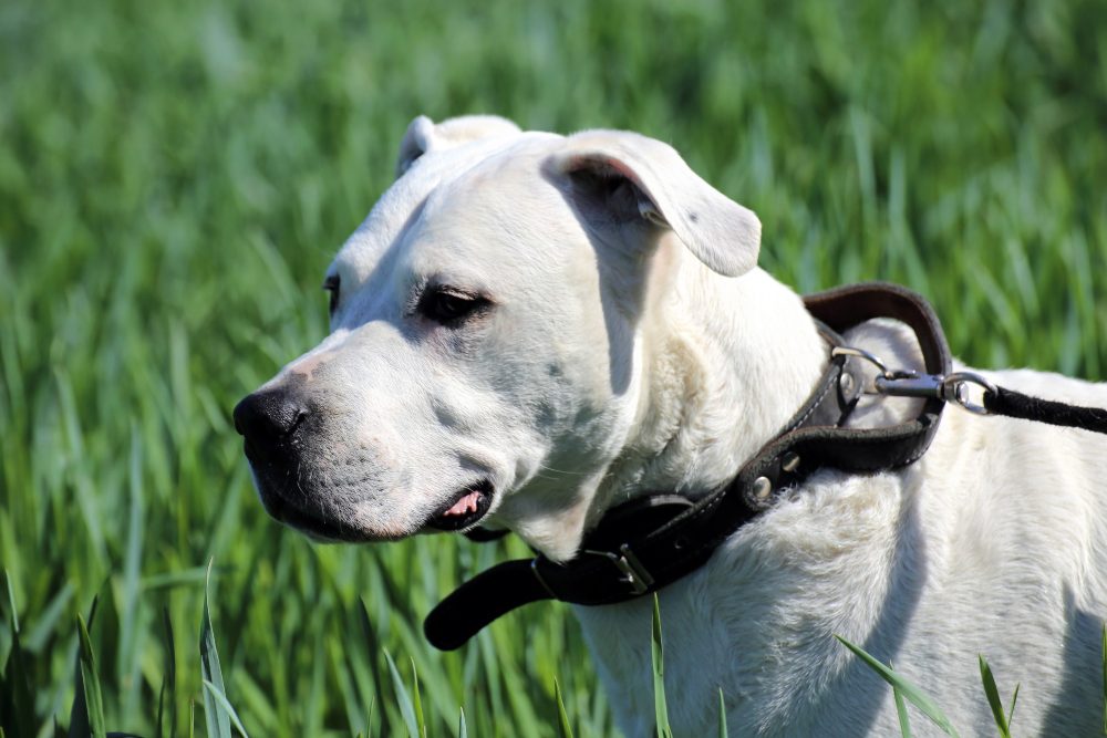 Dogo Argentino - 123RF