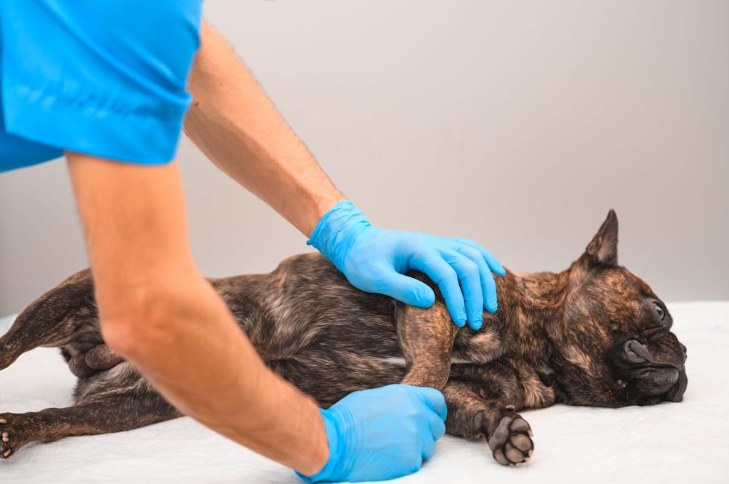 examen orthopedique chien