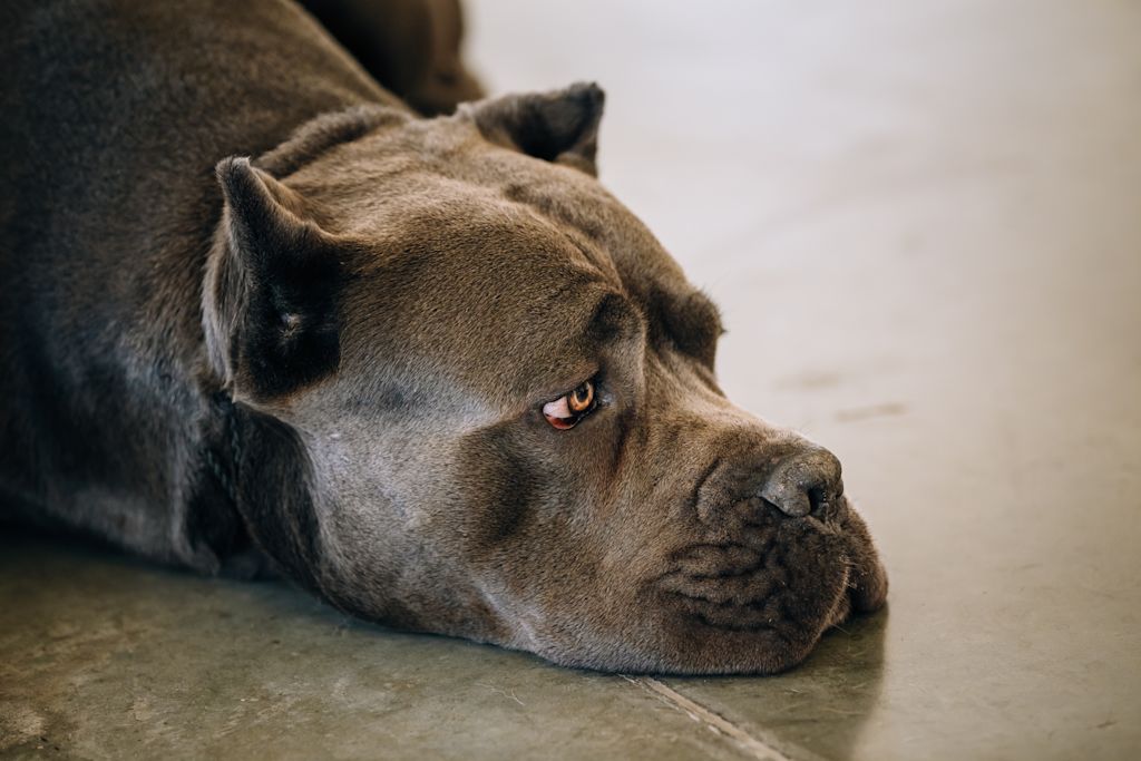 Cane Corso.