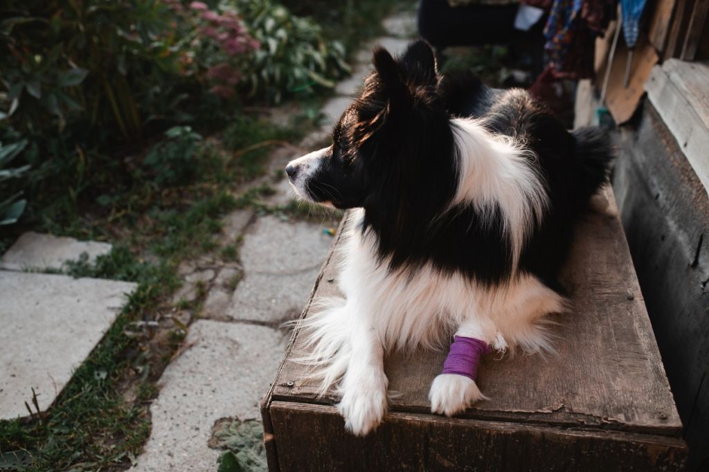 Chien bandage allongé