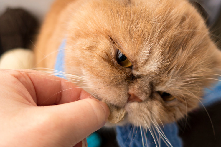 donner un vermifuge au chat