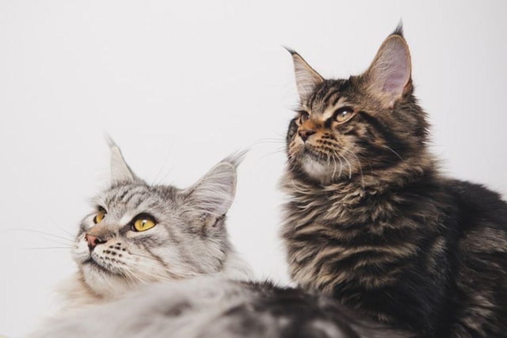 Deux chats Maine Coon