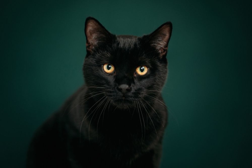 Langharige zwarte kat loopt over het gras