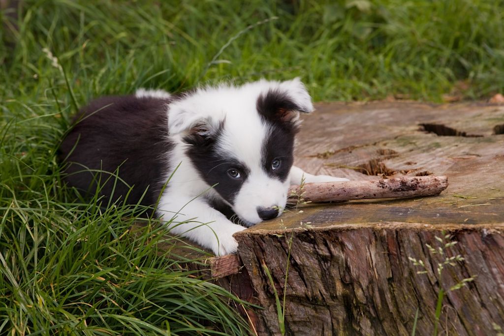 chiot border collie