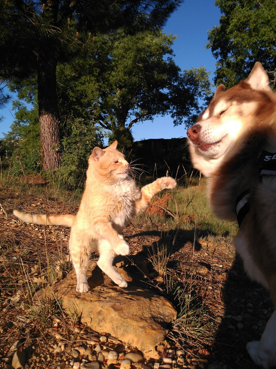 conflit chat et chien