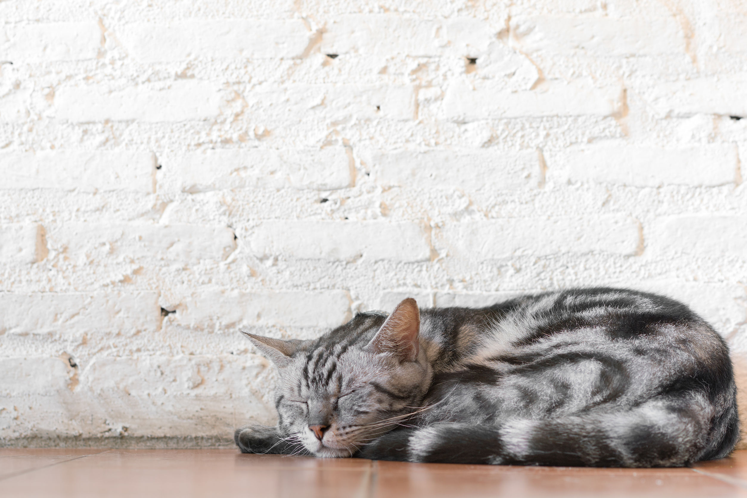 Phéromones chat cohabitation : apaiser votre chat