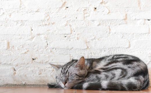 Phéromones naturelles chat : Troubles du comportement - Santévet