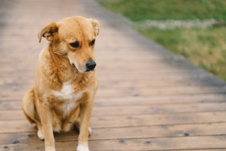 symptômes AVC chien