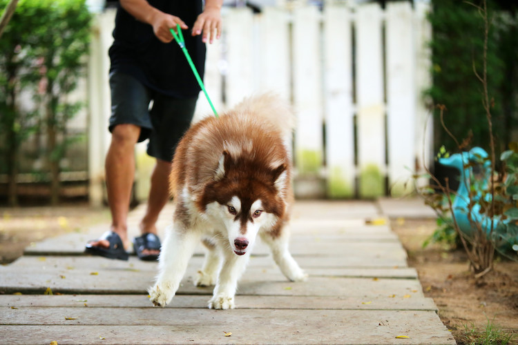 récupération AVC chien