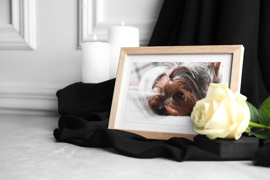 cadre photo chien