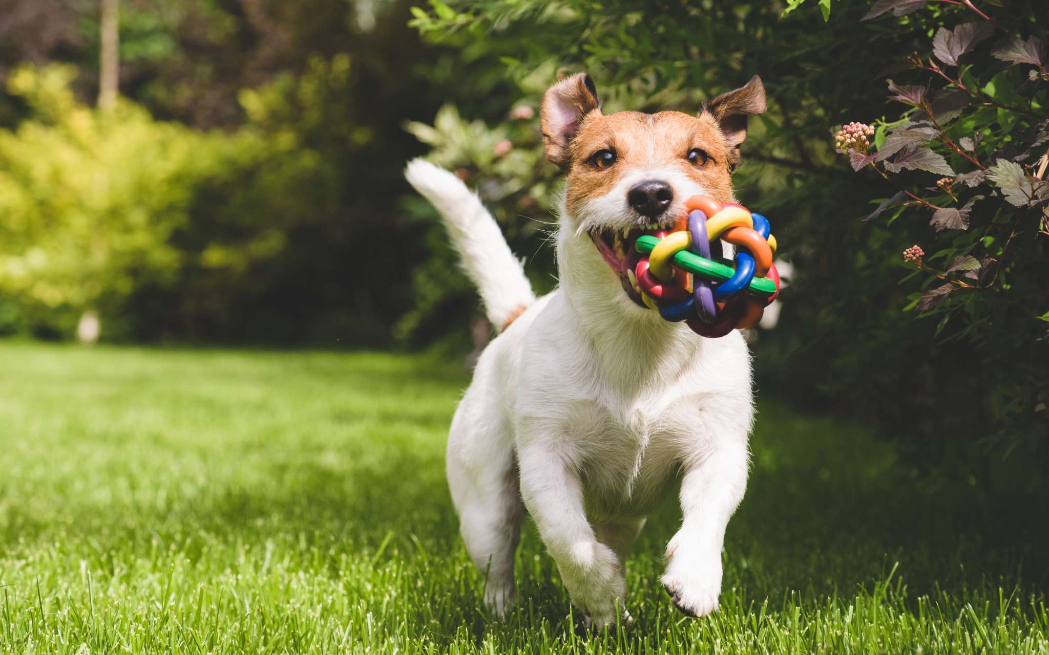 Quels sont les bienfaits du jeu chez le chien ? - Bulle Bleue