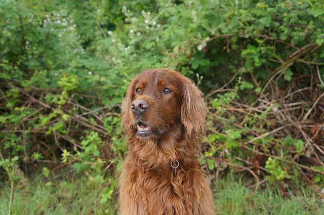 Setter