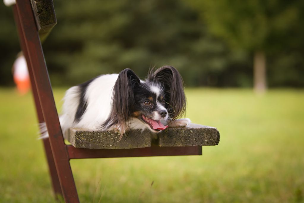 chien papillon sur un banc