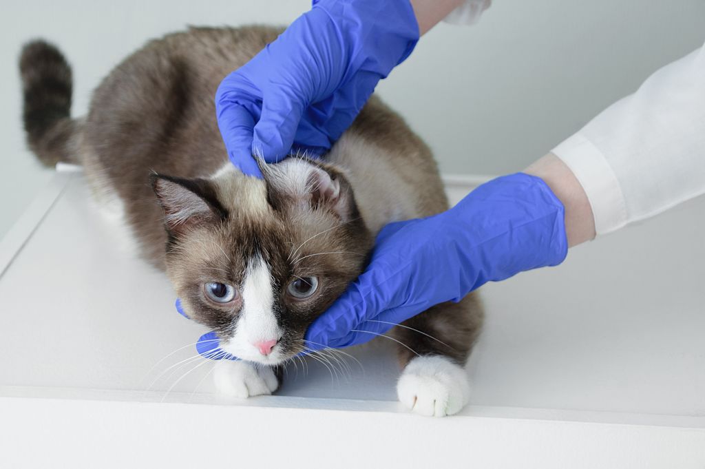 examen veterinaire chat