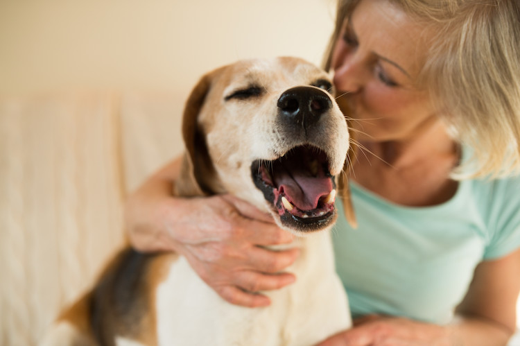 espérance de vie chien âgé AVC