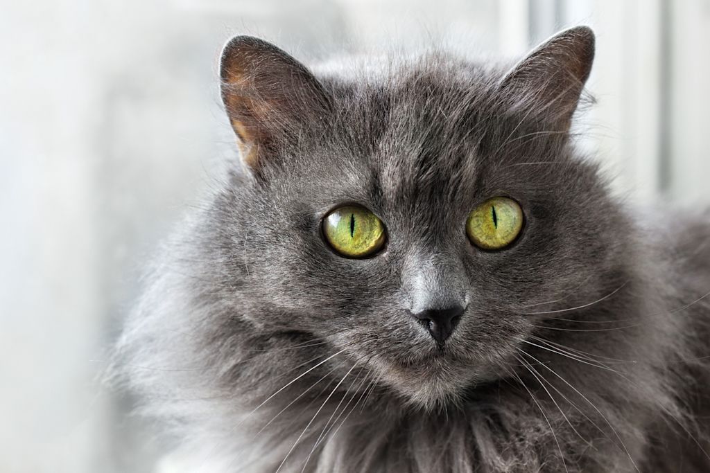 portrait du nebelung