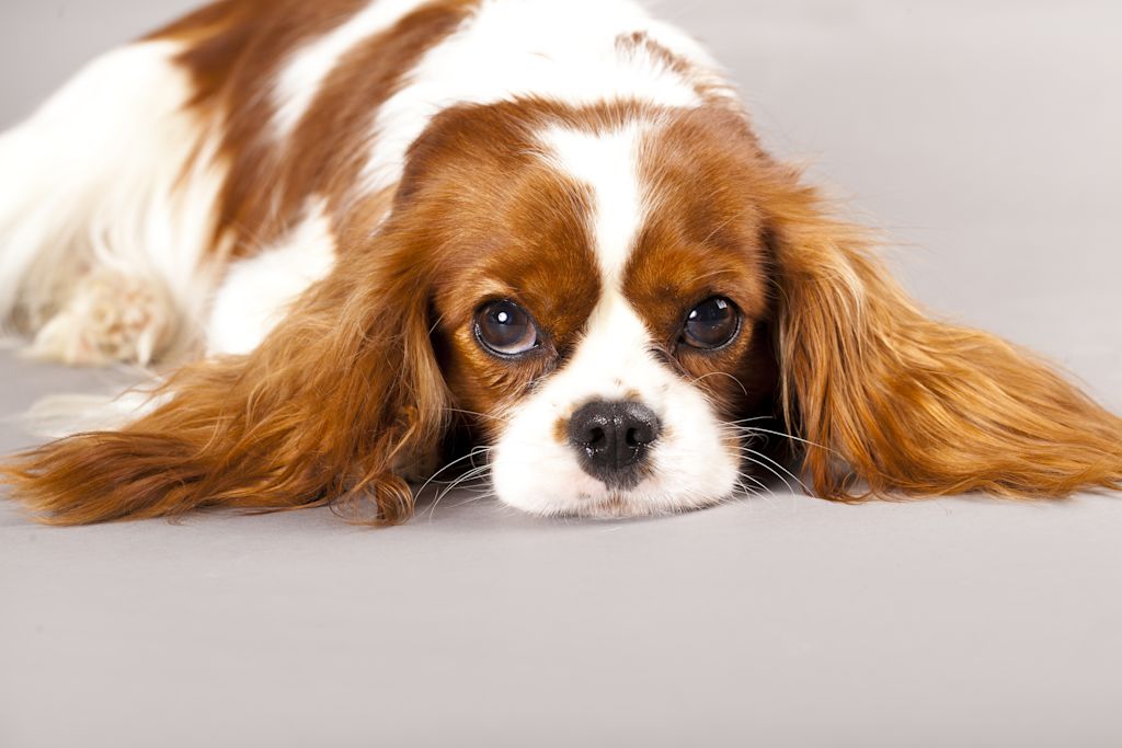Cavalier King Charles Spaniel