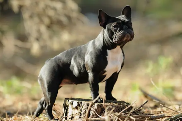 Bouledogue français : le mini molosse de très bonne compagnie - BouleDog