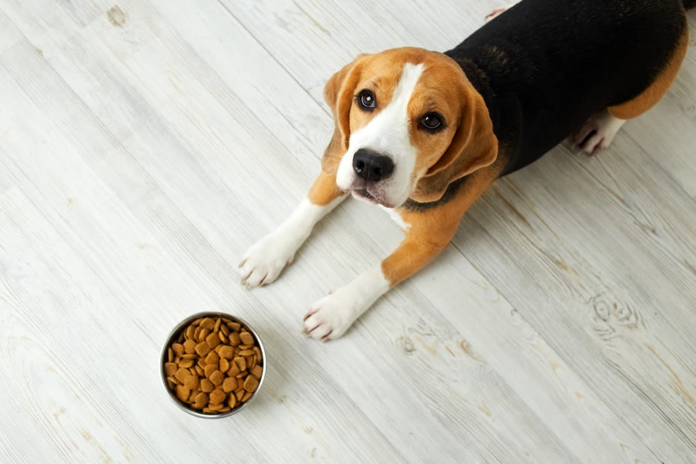Wenig Appetit kann ein Symptom sein