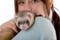 Furet m le ou femelle Furet NAC Sant vet