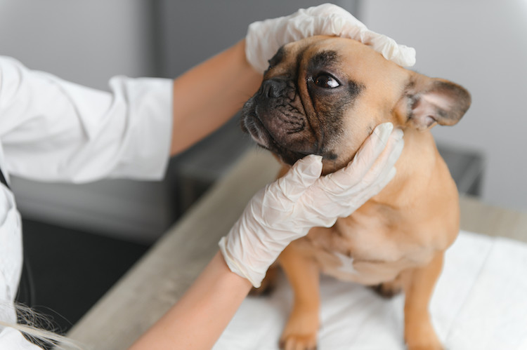 Certaines races de chiens sont prédisposées à la conjonctivite