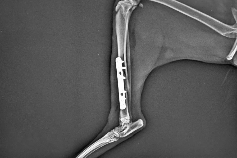 Radiografía postoperatoria