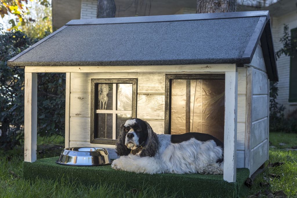 chien en pension