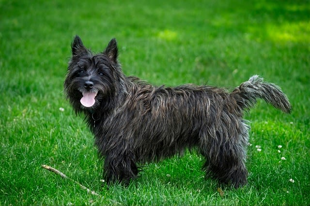 chien noir cairn terrier