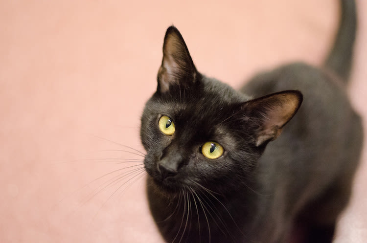 Chat noir adoption Seconde Chance