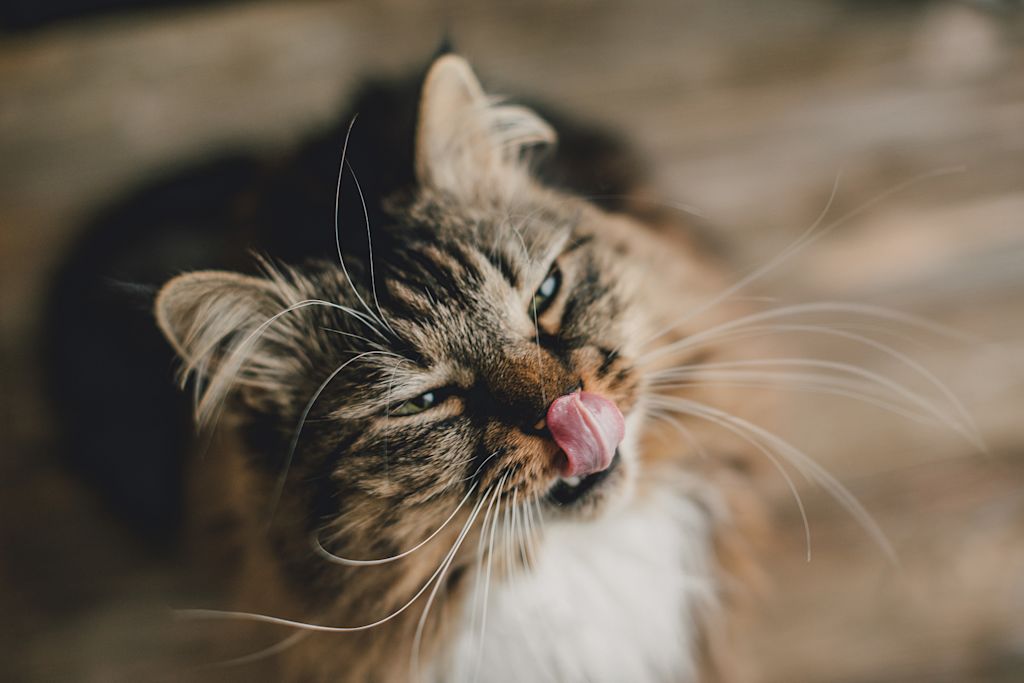 chat toilette vers