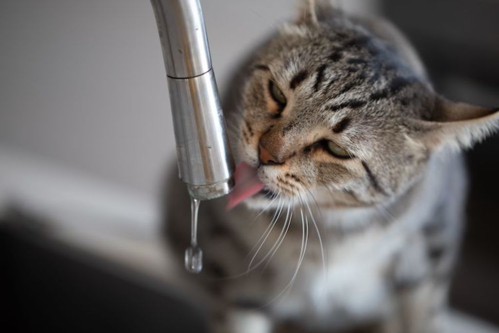 chat_besoin_en_eau_boisson