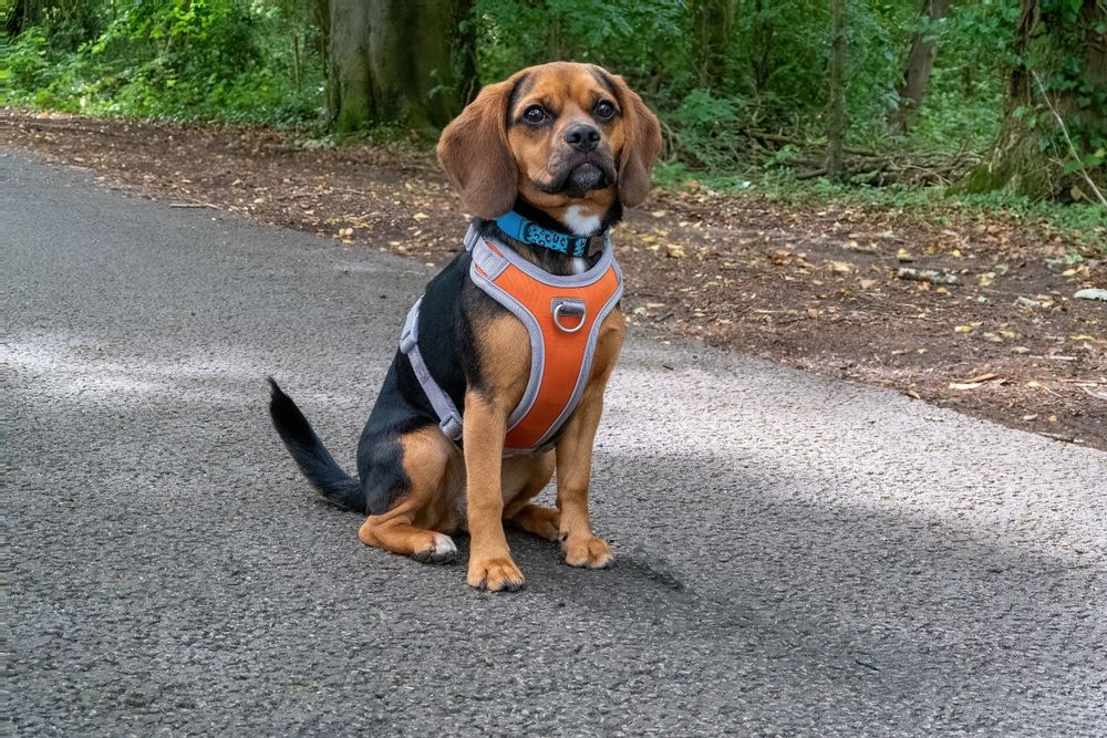 Een Puggle zit op een pad