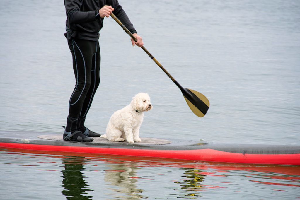 cani_paddle_2