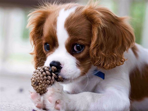 Cavalier King Charles caract re comportement et maladie Sant vet