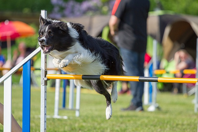 agility hürde