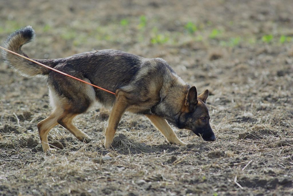 chien berger allemand laisse