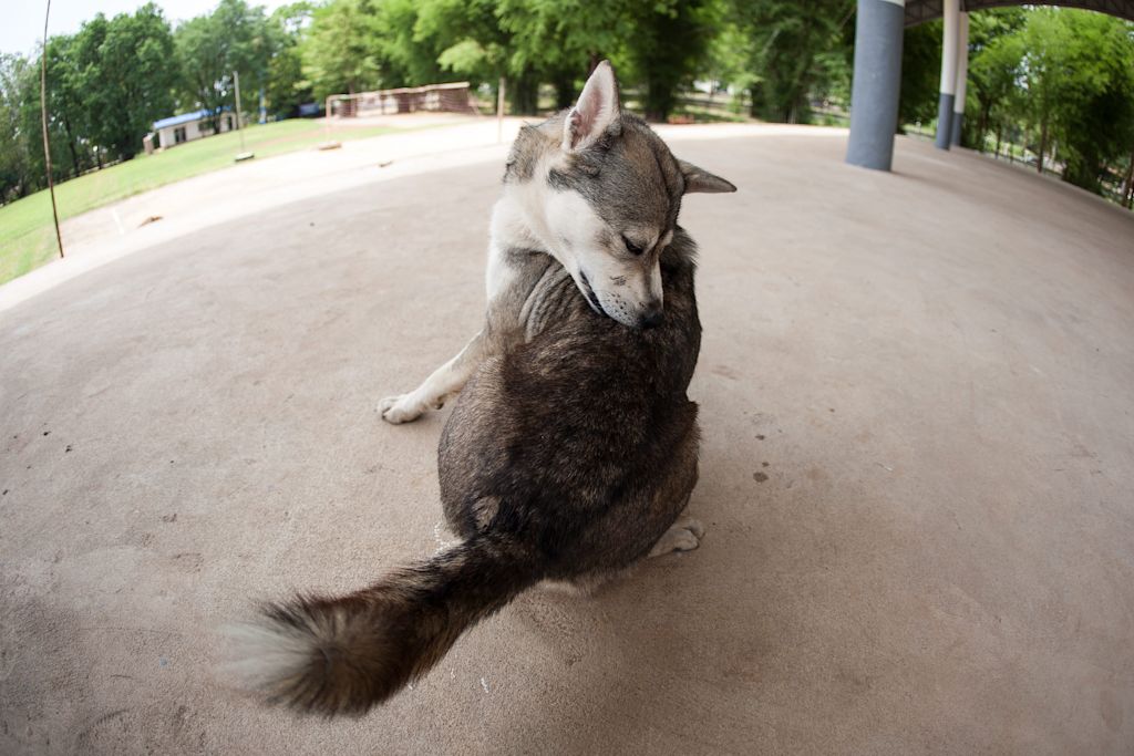 chien qui se mordille